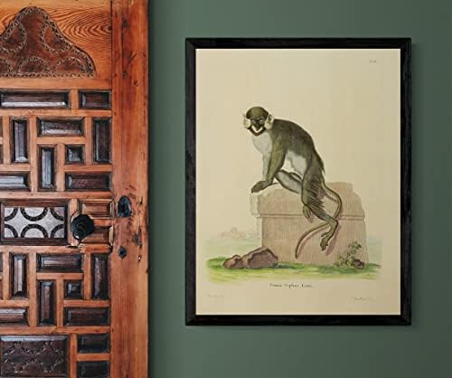 קוף גנון קוף גנון קוף וינטג 'חיות בר כיתת טבע עיצוב משרד זואולוגיה איור עתיק פוסטר הדפסת אמנות אמנות