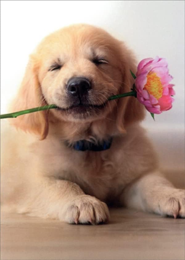 אוונטי עיתונות זהב גור עם ורוד פרח בפה חמוד כלב אמא של יום כרטיס