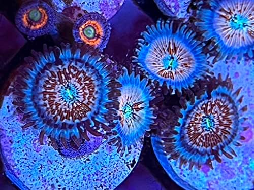 אוהבי אלמוגים חיים אלמוגי מים מלוחים - זואנטידים זומבים לבנים
