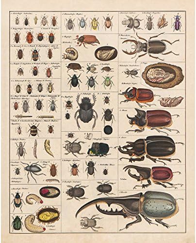 Meishe Art Vintage Poster Prints Prints Collection מינים זיהוי תרשים עזר תרשים אנטומולוגיה תרשים כיתה