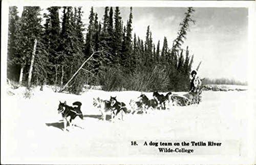 צוות כלבים על נהר טטלין, ויילד קולג ' אלסקה א. ק. גלויה עתיקה מקורית