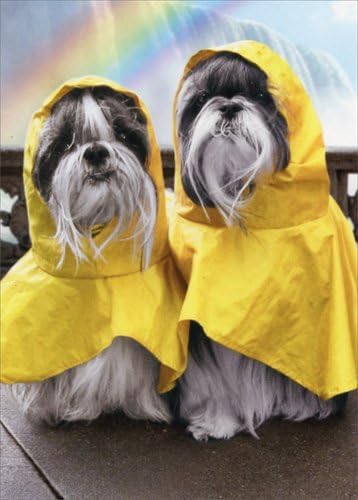כלבי פונצ'ו גשם במפלים - כרטיס יום השנה של אוונטי מצחיק