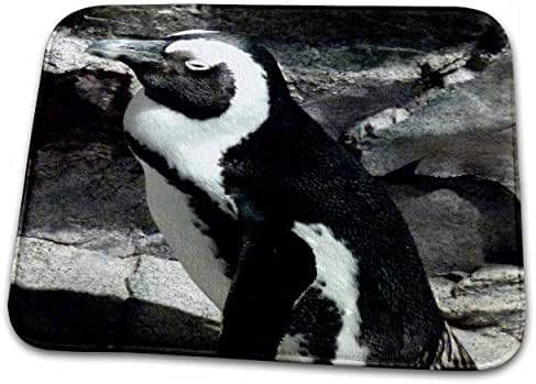 3 רוז פינגווין גדול מנמנם באקווריום בוסטון-מחצלות לייבוש כלים