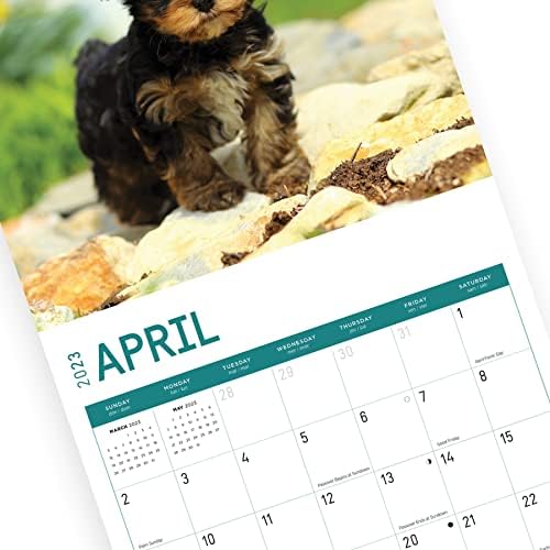 2023 יורקשייר טרייר גורים לוח שנה קיר לפי יום בהיר, 12x12 אינץ ', צילום כלב חיות מחמד מקסים חמוד