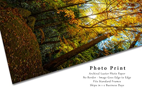 הדפסת צילום יער תמונה אנכית של עלים המוארים באור שמש ביום הסתיו בהרי סמוקי הגדולים אמנות קיר עץ טנסי