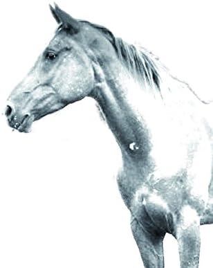 ארט דוג, מ.מ. אחאל-טקה, מצבה סגלגלה מאריחי קרמיקה עם תמונה של סוס